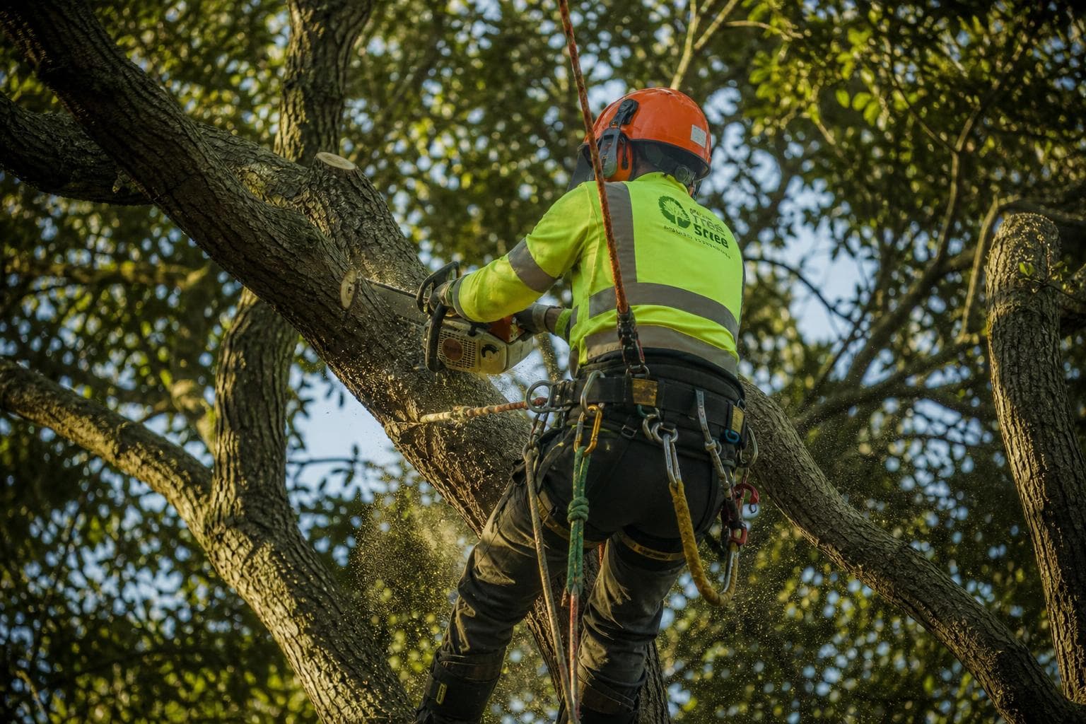 Pruning a mature elm