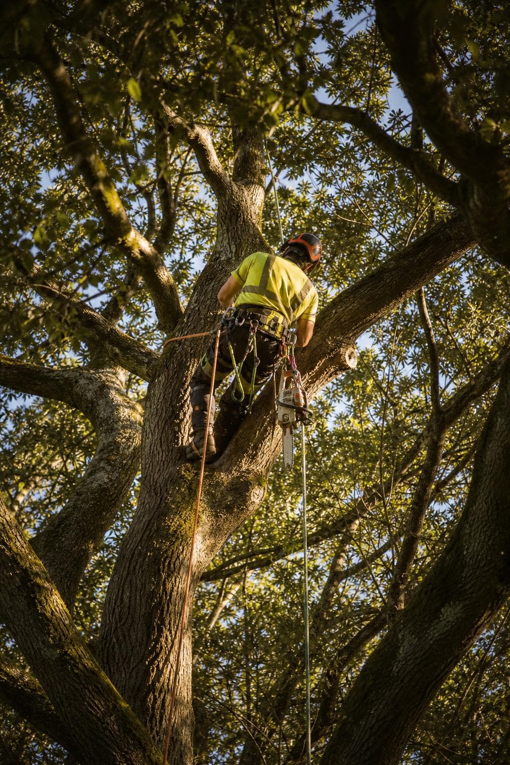 A climber working in the canopy of a mature tree